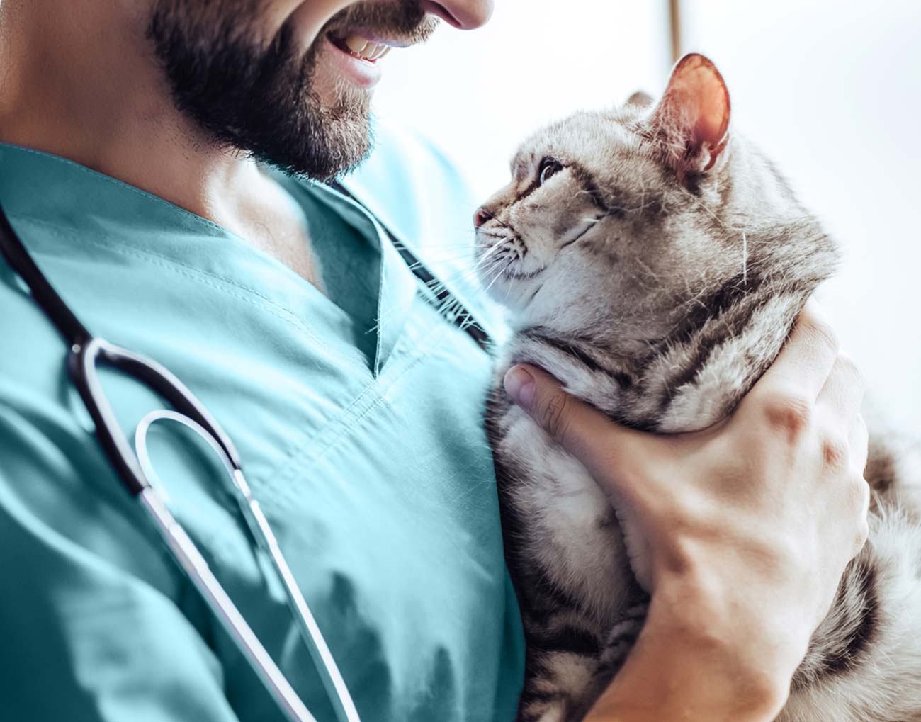 Consejo de salud para gatos